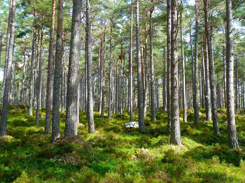 Woodland-inspired Cuisine
